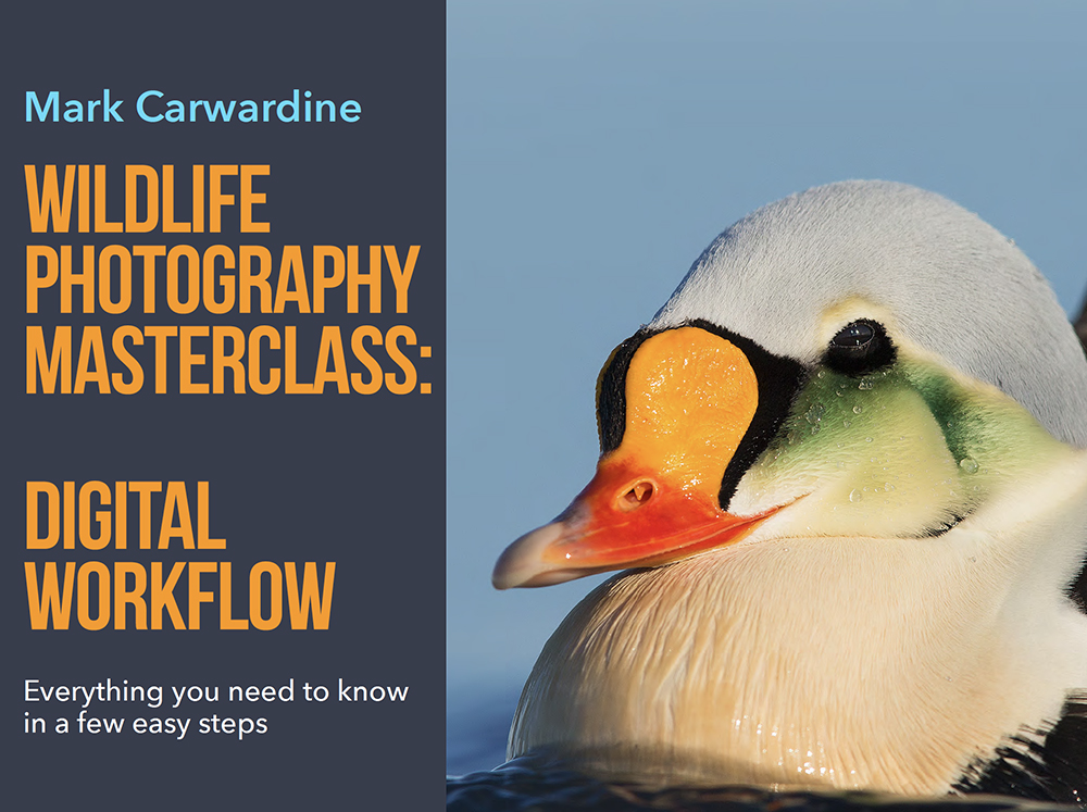 Download Wildlife Photography Masterclass: Digital Workﬂow